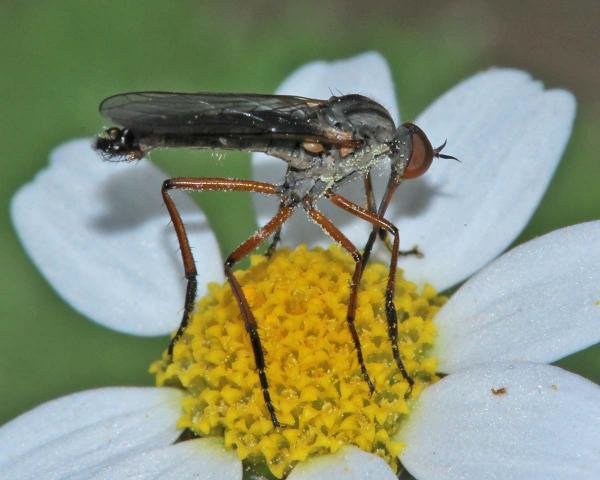 leptempis_abdominalis_male_01_di.jpg