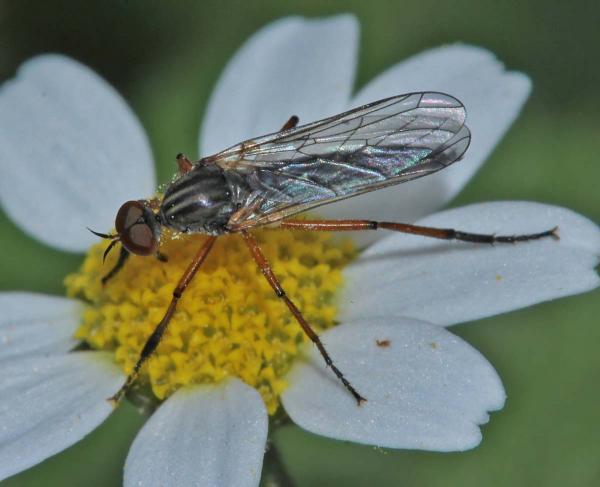 leptempis_abdominalis_male_02_di.jpg