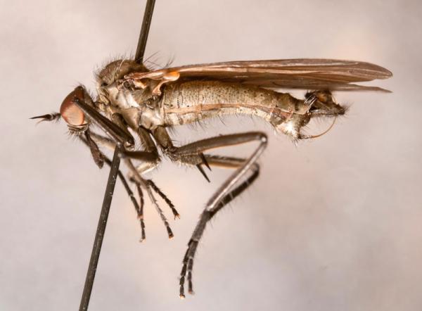 rhamphomyia_4.jpg