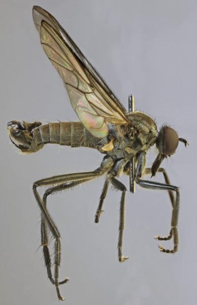 rhamphomyia_crassirostris_1.jpg