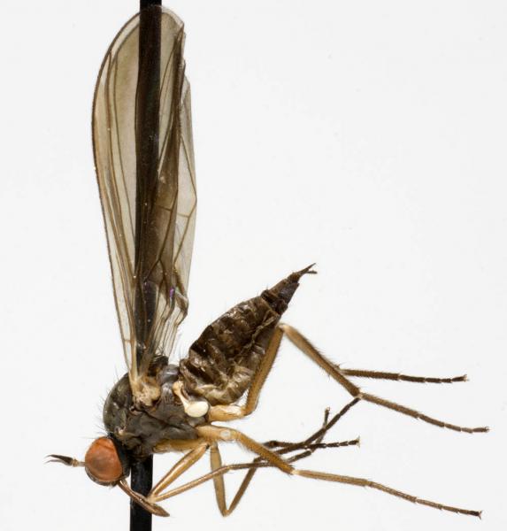 rhamphomyia_culicina_jf09-0772.jpg