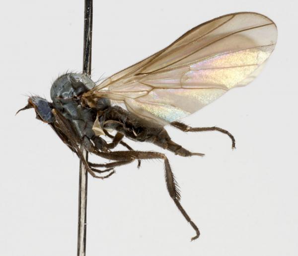 rhamphomyia_curvula_jf07-0577.jpg