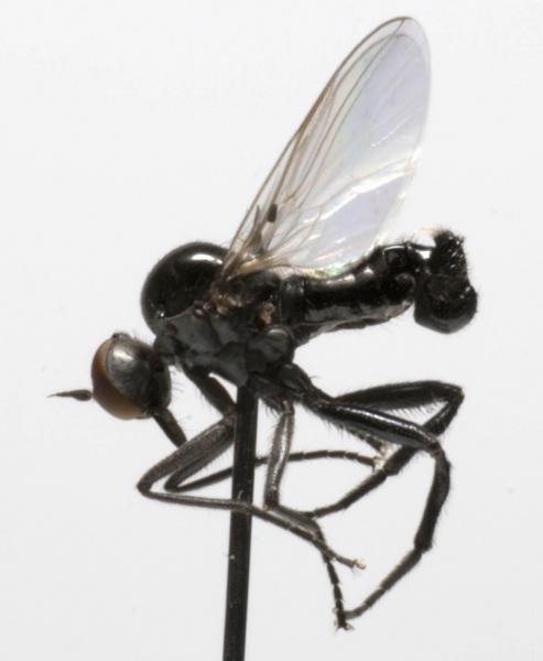 rhamphomyia_gibba.jpg