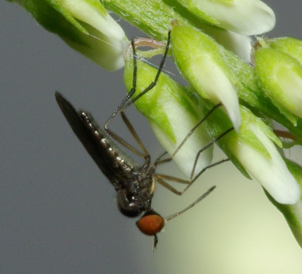 rhamphomyia_holoclera_caliginosa_male1.jpg