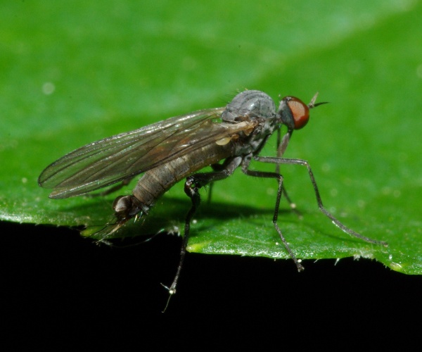 rhamphomyia_pararhamphomyia_pilifer_male_pd9296.jpg