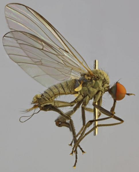 rhamphomyia_pilifer_1.jpg