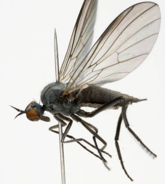 rhamphomyia_pilifer_jf09-0842.jpg