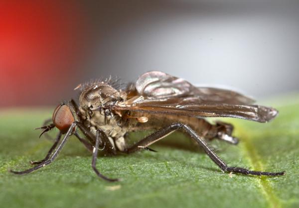 rhamphomyia_spinipes.jpg