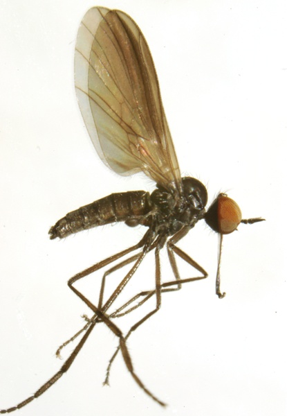 rhamphomyia_umbripennis_1.jpg