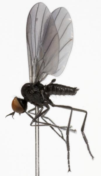 rhamphomyia_umbripennis_jf09-0139.jpg