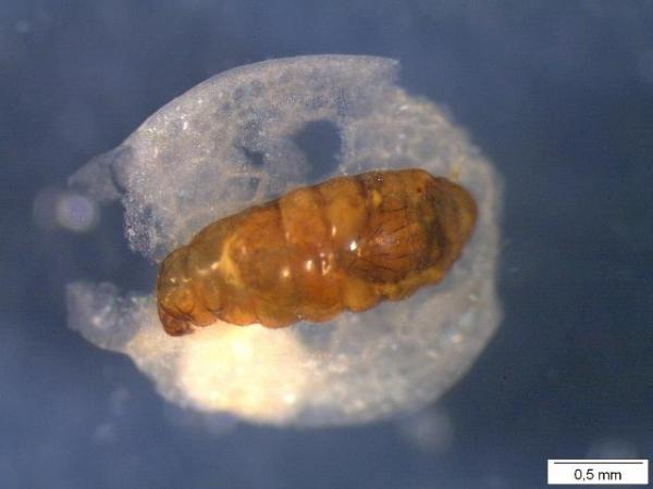 hydrellia_pupa_on_lemna_gibba_beatrixpark_amsterdam_308213.jpg