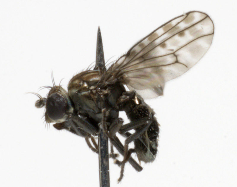 Ephydridae: Limnellia quadrata (6)