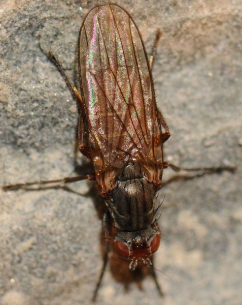 scoliocentravillosa_heleomyzidae20091215_125.jpg