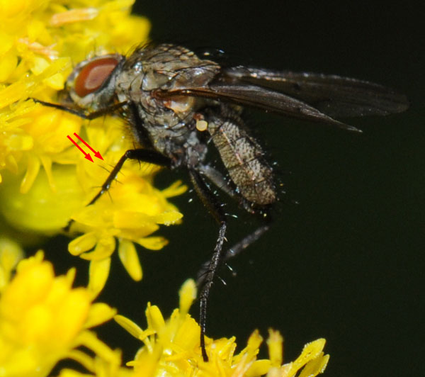 anthomyia_liturata_male_20080814_110.jpg