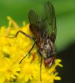 anthomyia_liturata_male_20080814_123_t1.jpg