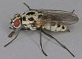 anthomyia_pluvialis_t1.jpg