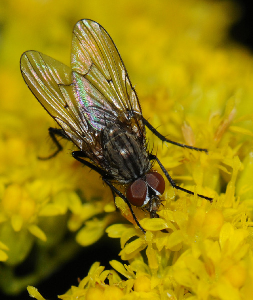 anthomyiidae_anthomyia_liturata_male_6mm_20080814_.jpg