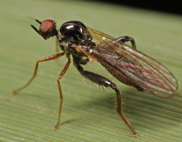 2008-07-18-0094-hybosfemuratus.jpg