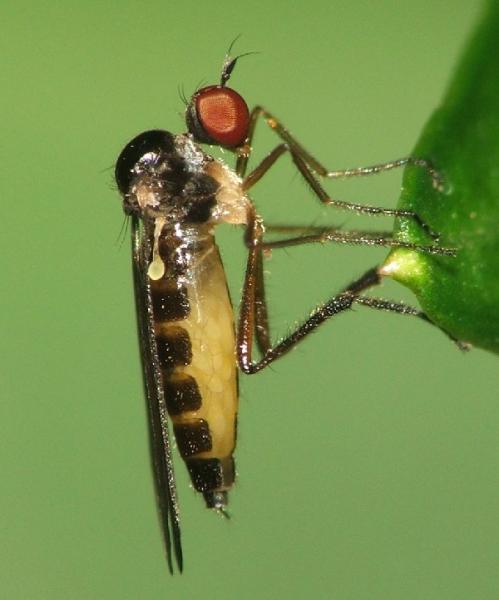 osphenoptera.jpg