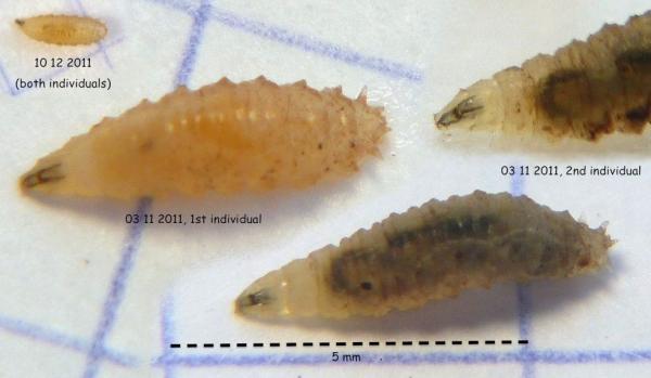 calliopumlarvae1.jpg