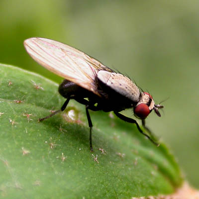 dipterab_lauxaniidae_1000020555.jpg