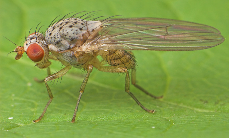 Lauxaniidae: Pseudolyciella pallidiventris group (female) (1)