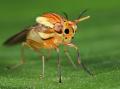 img-203diptera_t1.jpg