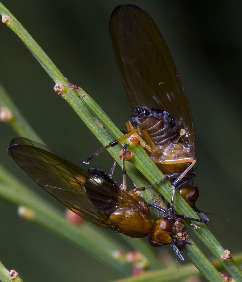Lauxaniidae: Rhagadolyra magnicornis (2) Lauxaniidae: Rhagadolyra magnicornis (2)