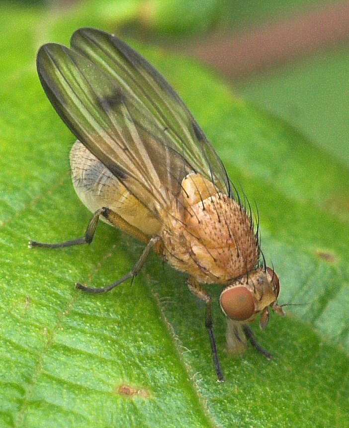 Lauxaniidae: Minettia (Minettia) inusta (2)