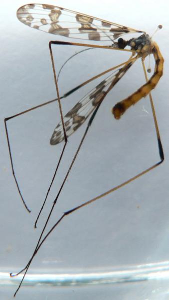 idioptera2.jpg