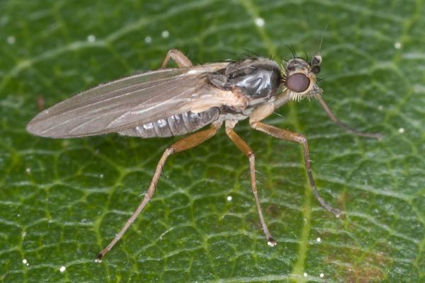 lonchoptera_lutea_hembra_garnatilla_1001.jpg