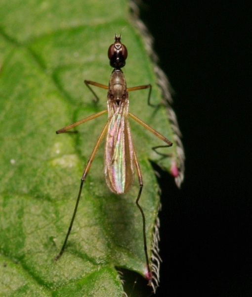 micropeza_corrigiolata_female_1.jpg