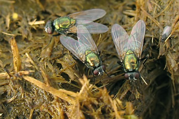 1841-dip-muscidae-eudasyphora-sp-buechelberg-300607kb.jpg