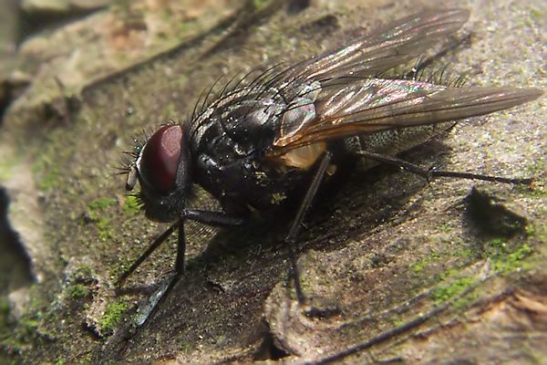 1941-1947-dip-muscidae-mydaea-ancilla-male-hemmerich-180506kb.jpg