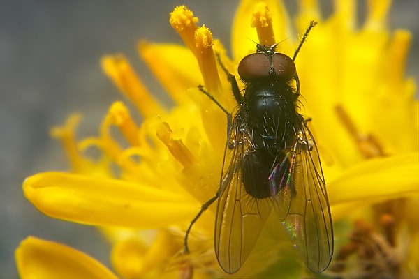 2276-2274-dip-muscidae-hydrotaea-meteorica-male-kaunertal-260706.jpg