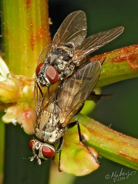 copula_limnophora-quaterna.jpg