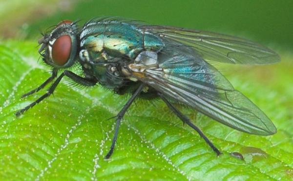 eudasyphora_cyanella_2009_06_12_tworfolk.jpg