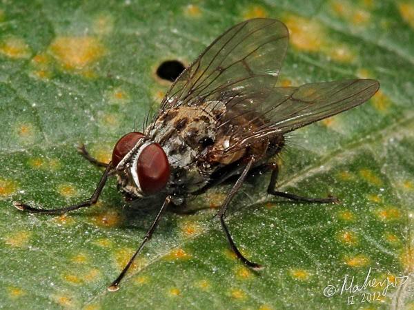 helina_sexmaculata_male_1-2.jpg