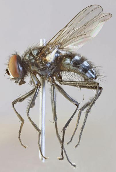 hydrotaea_diabolus.jpg