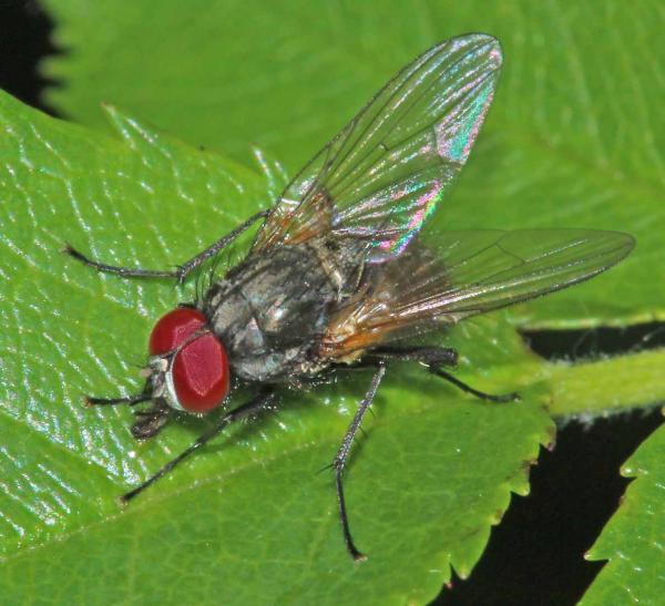 hydrotaea_penicillata_male_01_di.jpg