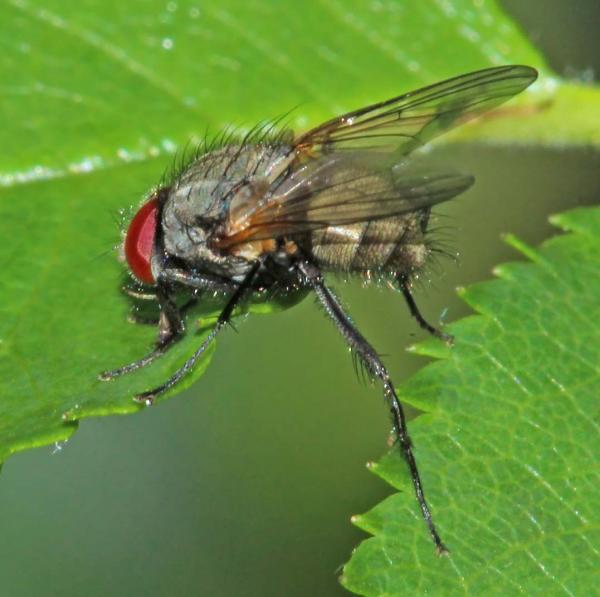 hydrotaea_penicillata_male_02_di.jpg