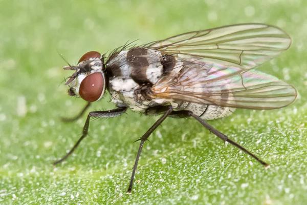 limnophora_obsignata_female_5mm_padul81.jpg