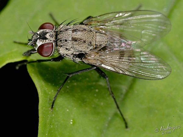 limnophora_quaterna_loew_female_1-3.jpg