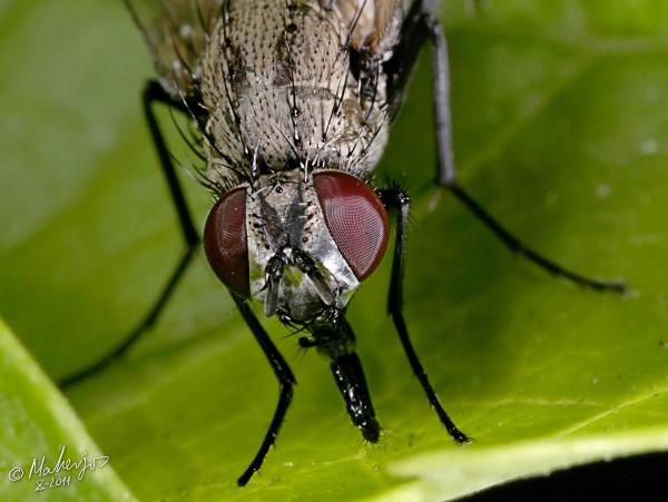 limnophora_quaterna_loew_female_2-3.jpg