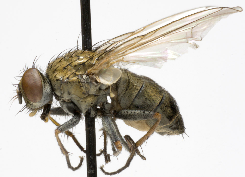 Muscidae: Lispe pygmaea (female) (1)