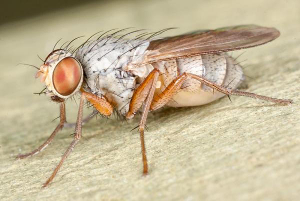 lispocephala_mikii_female_charca812.jpg