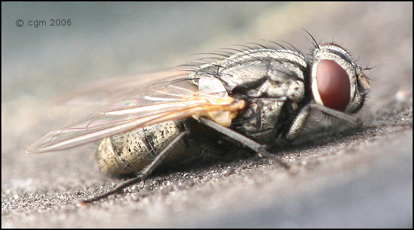 musca_autumnalis_20060819_sweden_1a.jpg