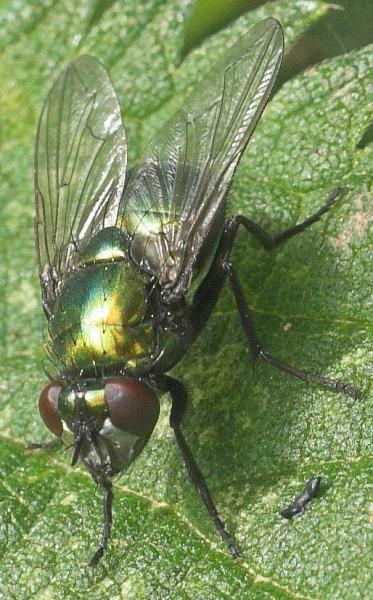 neomyia_cornicina_20090812_worfolk.jpg