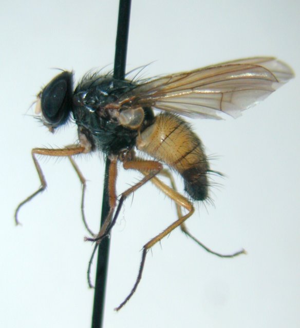 Muscidae: Phaonia kowarzii (male) (1)