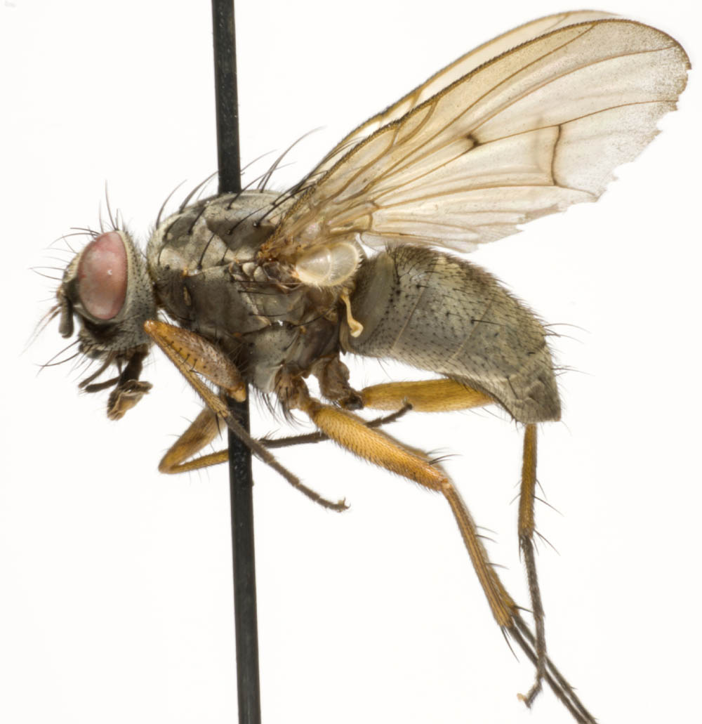 Muscidae: Phaonia fuscata (3) Muscidae: Phaonia fuscata (3)